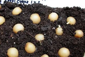 Cultivarea, creșterea și îngrijirea Cleve la domiciliu (de îngrijire) Cultivarea, creșterea și îngrijirea Cleve la domiciliu