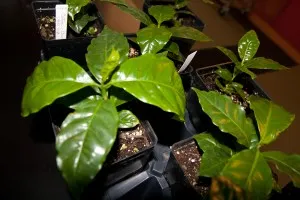 Cultivarea arborilor de cafea pe un pas cu pas pervaz cu fotografii, grija de plantare, un model de cătun (pervaz) Cultivarea arborilor de cafea pe un pas cu pas pervaz cu fotografii, de îngrijire de plantare, conac exemplar