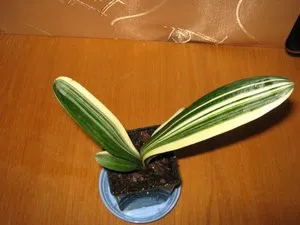 Cultivarea, creșterea și îngrijirea Cleve la domiciliu (în creștere proliferarea Clivia de flori de transplant camera de îngrijire Vermilion acasă de ce de ce-l după) Cultivarea, creșterea și îngrijirea Cleve la domiciliu