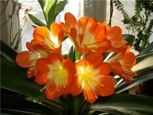 Cultivarea, creșterea și îngrijirea Cleve la domiciliu (în creștere proliferarea Clivia de flori de transplant camera de îngrijire Vermilion acasă de ce de ce-l după) Cultivarea, creșterea și îngrijirea Cleve la domiciliu