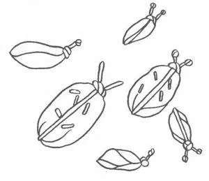 benzi de broderie