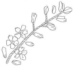 benzi de broderie