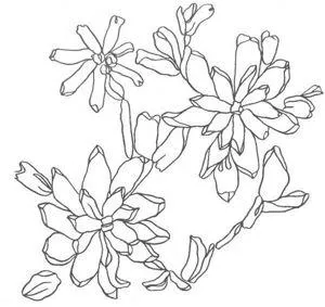 benzi de broderie