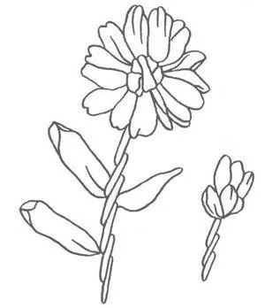 benzi de broderie