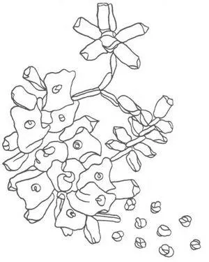 benzi de broderie
