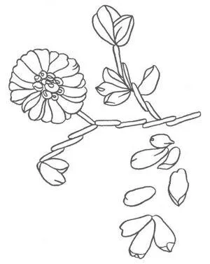benzi de broderie