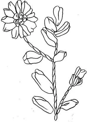 benzi de broderie