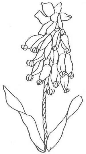 benzi de broderie