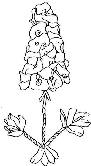 benzi de broderie