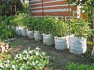 Cultivarea castraveți în clipul video teren deschis, cum să planteze răsaduri și de îngrijire pentru plante (castravete) Cultivarea castraveți în clipul video teren deschis, cum să planteze răsaduri și de îngrijire pentru plante