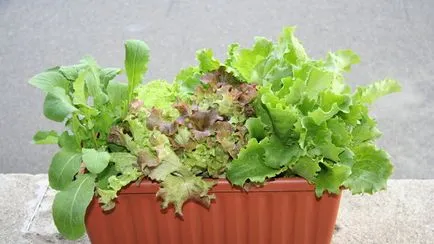 Cultivarea de salata verde pe un pervaz (în creștere) Cultivarea salata verde pe un pervaz