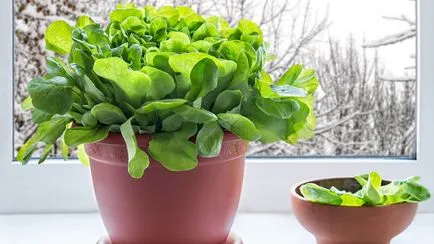 Cultivarea salata pe un pervaz (frunză) Cultivarea salata verde pe un pervaz