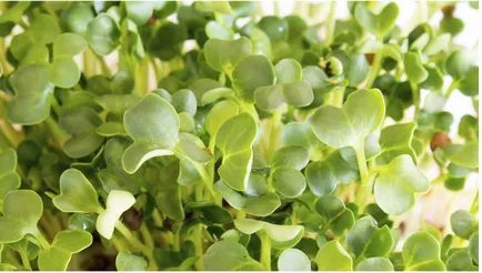 Cultivarea salata pe un pervaz (frunză) Cultivarea salata verde pe un pervaz