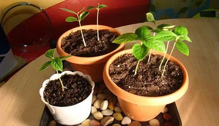 Grow gropi de caise de la domiciliu
