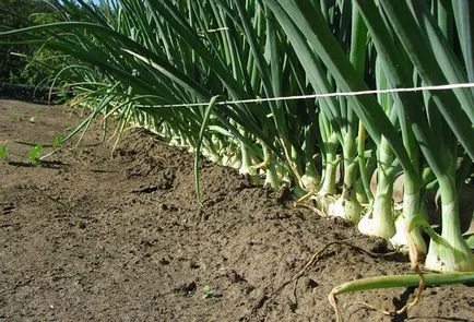 Cultivarea ceapa de la Seva în teren deschis, se pregătească pentru aterizare