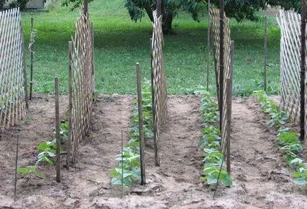 Cultivarea castraveți pe un spalier în câmp deschis (cultivare) Cultivarea castraveți pe un spalier în câmp deschis