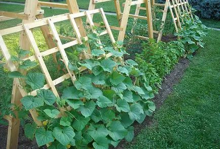 Cultivarea castraveți pe un spalier în teren deschis (sol) Cultivarea castraveți pe un spalier în câmp deschis