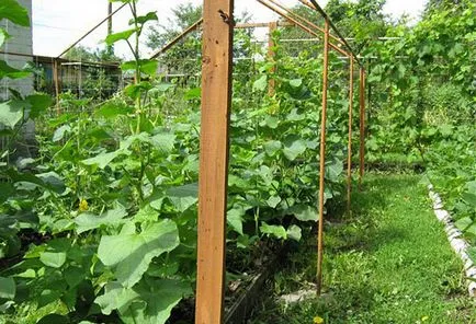 Cultivarea castraveți pe un spalier în teren deschis (sol) Cultivarea castraveți pe un spalier în câmp deschis