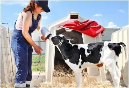 Cultivarea viței la domiciliu ca o afacere (acasă) Cultivarea viței la domiciliu, ca o afacere