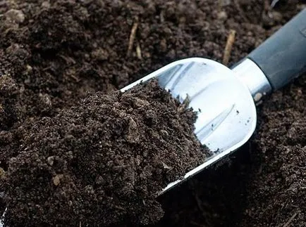 Cultivarea ciupercilor stridie la domiciliu pentru începători Vila