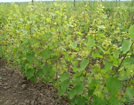 Grow gropi de caise de la domiciliu
