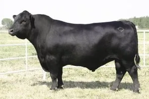 Cel mai important dintre vaca de reproducție Aberdeen-Angus