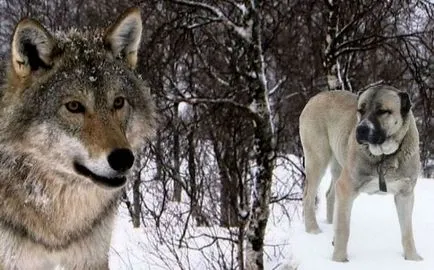 Wolfhound rasa de câine sau o descriere numire ogarul, fotografii
