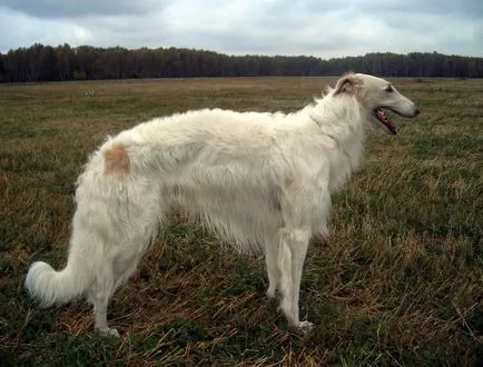 Wolfhound rasa de câine sau o descriere numire ogarul, fotografii