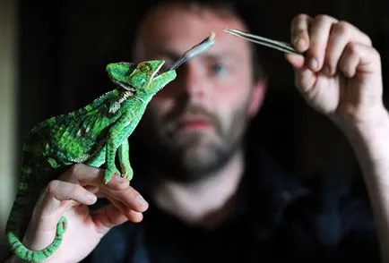 Chameleon în casa decât atât hrana pentru animale și uite (cameleonic la domiciliu) Chameleon la domiciliu ce să se hrănească și cum să aibă grijă