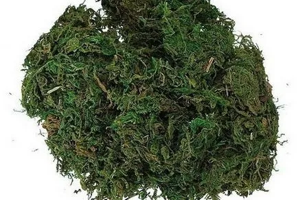 Yagel - proprietăți medicinale și contraindicații mușchi (proprietăți) proprietăți medicinale și contraindicații mușchi - Yagel