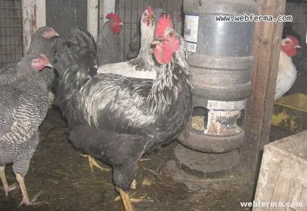 Yurlov crower rasa de pui cântăreți din carne Profil