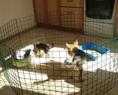 guler de protecție pentru câini caracteristici face la uslvoiyah acasă