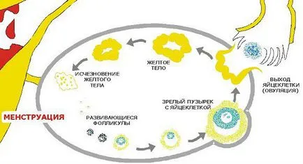 Corpus luteum în ovar că această funcție, examenul ecografic (examen) Corpus luteum în ovar că această funcție, examinarea cu ultrasunete