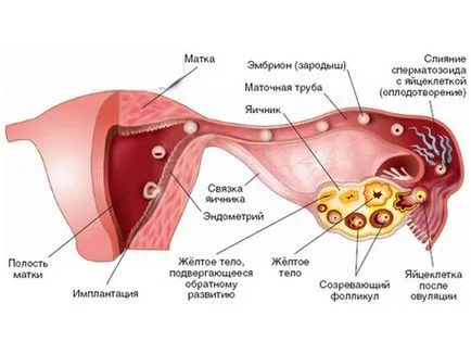 Corpus luteum pe ecografie in uter si ovar dupa ovulatie