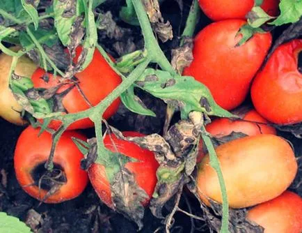 frunze galbene de tomate într-o seră, pete galbene, de ce, foto, video