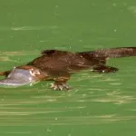 Descrierea Platypus a tipurilor de fapte interesante (fotografii, video)