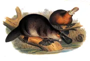 Platypus - un