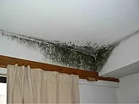 acarieni ureche, în tratamentul și prevenirea pisici acasă (acarieni ureche la pisici) ureche acarieni în tratamentul pisicilor acasă și prevenirea