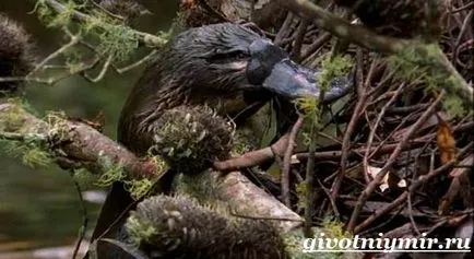 Platypus animale