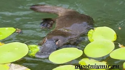 Platypus animale