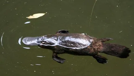 Platypus - mamiferele cele mai neobisnuite (19 poze video) (numai cuvinte ar trebui să fie mediul înconjurător) Platypus - mamiferele cele mai neobișnuite (19 fotografii, clipuri video)
