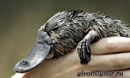 Platypus animale