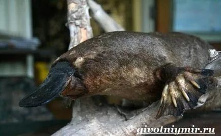 Platypus animale