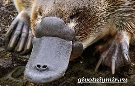Platypus animale