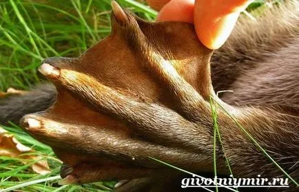 Platypus animale
