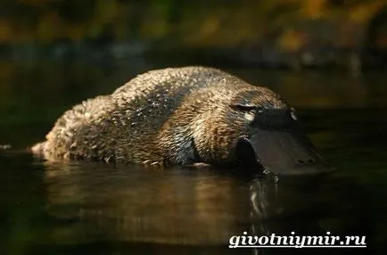 Platypus animale