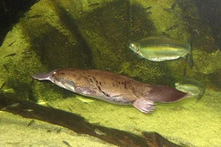 Platypus - mamiferele cele mai neobisnuite (19 poze video) (numai cuvinte ar trebui să fie mediul înconjurător) Platypus - mamiferele cele mai neobișnuite (19 fotografii, clipuri video)