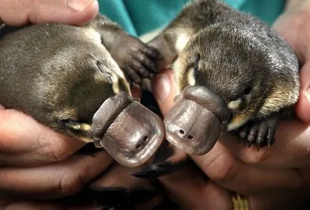 Platypus - mamiferele cele mai neobișnuite (19 fotografii video) (a pus) Platypus - mamiferele cele mai neobișnuite (19 fotografii, clipuri video)