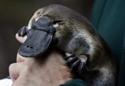 Platypus - mamiferele cele mai neobisnuite (19 poze video) (numai cuvinte ecologia) Platypus - mamiferele cele mai neobișnuite (19 fotografii, clipuri video)