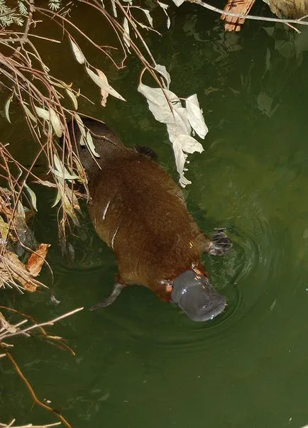 Platypus - mamiferele cele mai neobisnuite (19 poze video) (numai cuvinte ecologia) Platypus - mamiferele cele mai neobișnuite (19 fotografii, clipuri video)